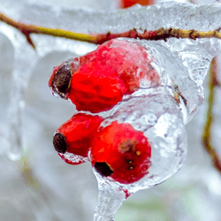 a berry encased in glaze ice