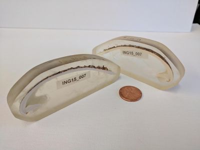 Cross section of Arctica islandica shells, stored in epoxy for further analysis.