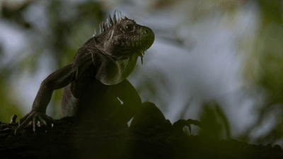 lesser antillean iguana posing on a branch