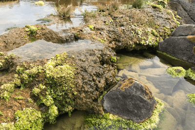 They might look like ordinary rocks covered in moss or algae, but these are microbiolites, ancient lifeforms that are growing remarkably fast