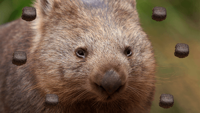 a wombat contemplating why wombats have square poop