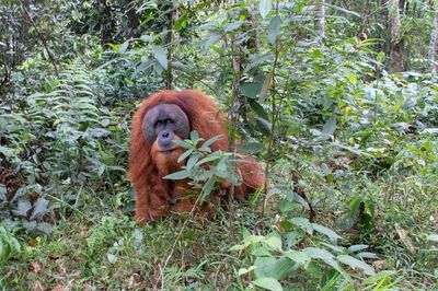 Tapanuli orangutan male in the forest peaking out of the greenery.