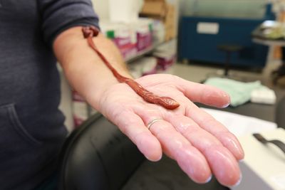 William & Mary Biology Professor Jon Allen holds the world’s oldest ribbon worm on record for a class of W&M students.