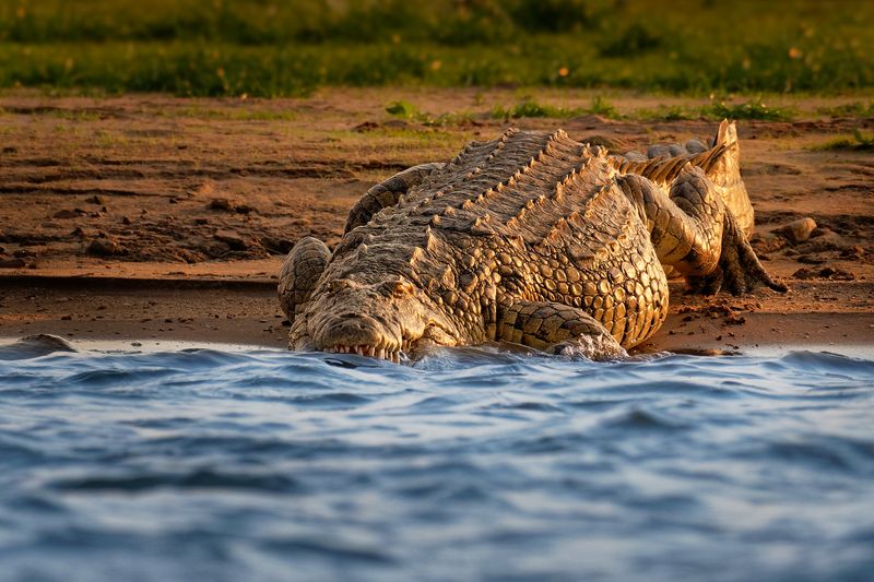 A large crocodile entering the water.