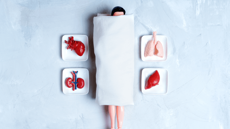 a human doll under a blanket next to organs on trays, including heart, lungs, kidneys, and liver