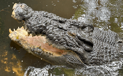 Cassius, once known as the world's largest captive crocodile, back in his heyday.