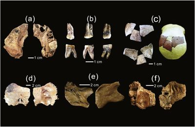 Homo juluensis fossils