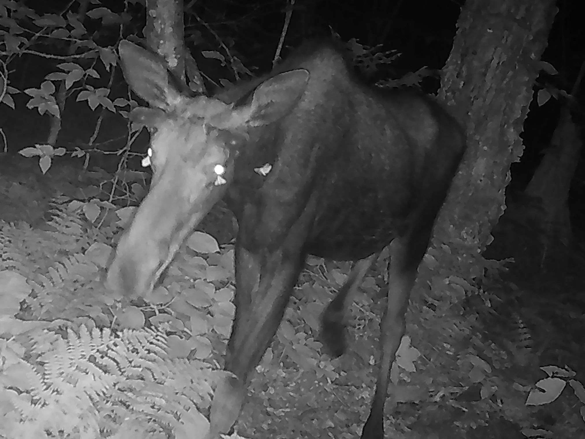 Moose Tears: The New Organic Superdrink? North's First Moth 'Tear-Bar' Caught on Camera