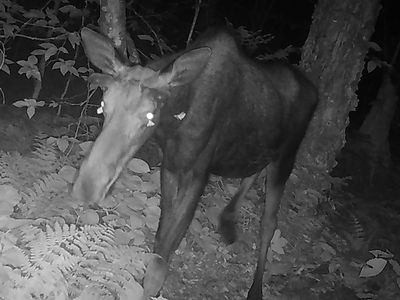 A bull moose is captured on camera trap with moths drinking his tears and flying close to his eyes.