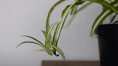 spider plant with baby clone spiderette on the end of a stolon