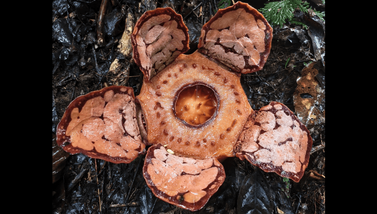 ど*！様 【完品】UNDEVELOPED FLOWER-PLANET Orangestar、「UNDEVELOPED FLOWER-PLANET」を配信開始｜THE MAGAZINE