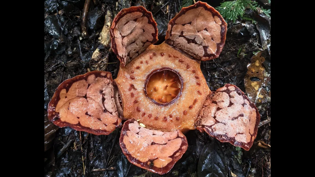 What's The Rarest Plant On Earth? Meet 6 Of The Planet's Biggest