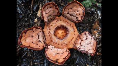 rafflesia hasseltii in bloom with big red fleshy petal-like protrusions