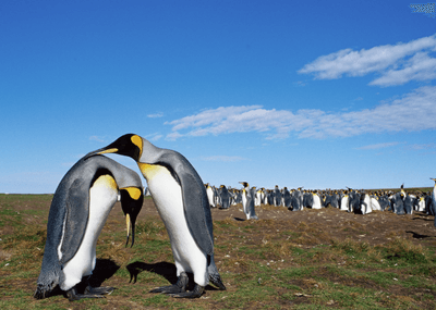 Two pengiuns mating in a colony with blue sky
