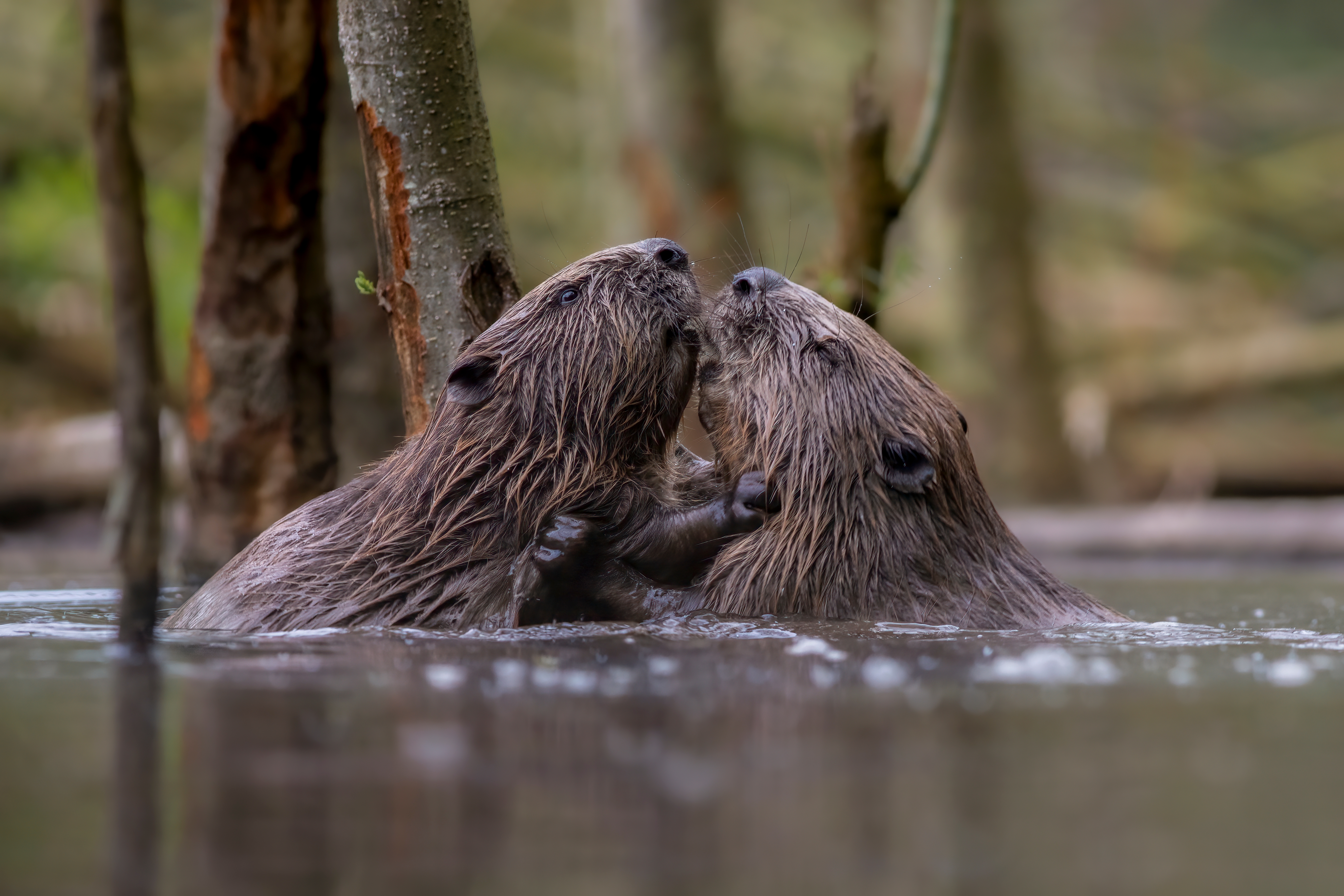 pair of beavers in water