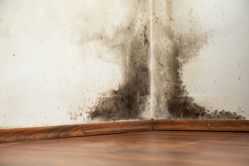 Mould in a home on the wall.