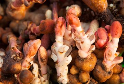 Balanophora fungosa plant.