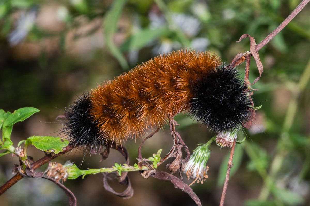 Can Woolly Bear Caterpillars Predict Winter Weather? No – But They Do Have A Clever Way To Survive The Freeze