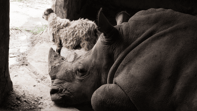 sheep and rhino chilling