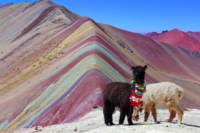 Vinicunca, also known as Rainbow Mountain or Montaña de Siete Colores, is part of the Andean mountain range with alpaca llamas