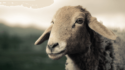 a sheep looking very wise on a hill