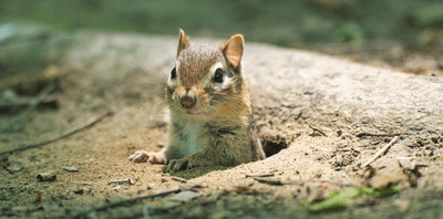 An eastern chipmunk (Tamias striatus) emerging from its burrow.