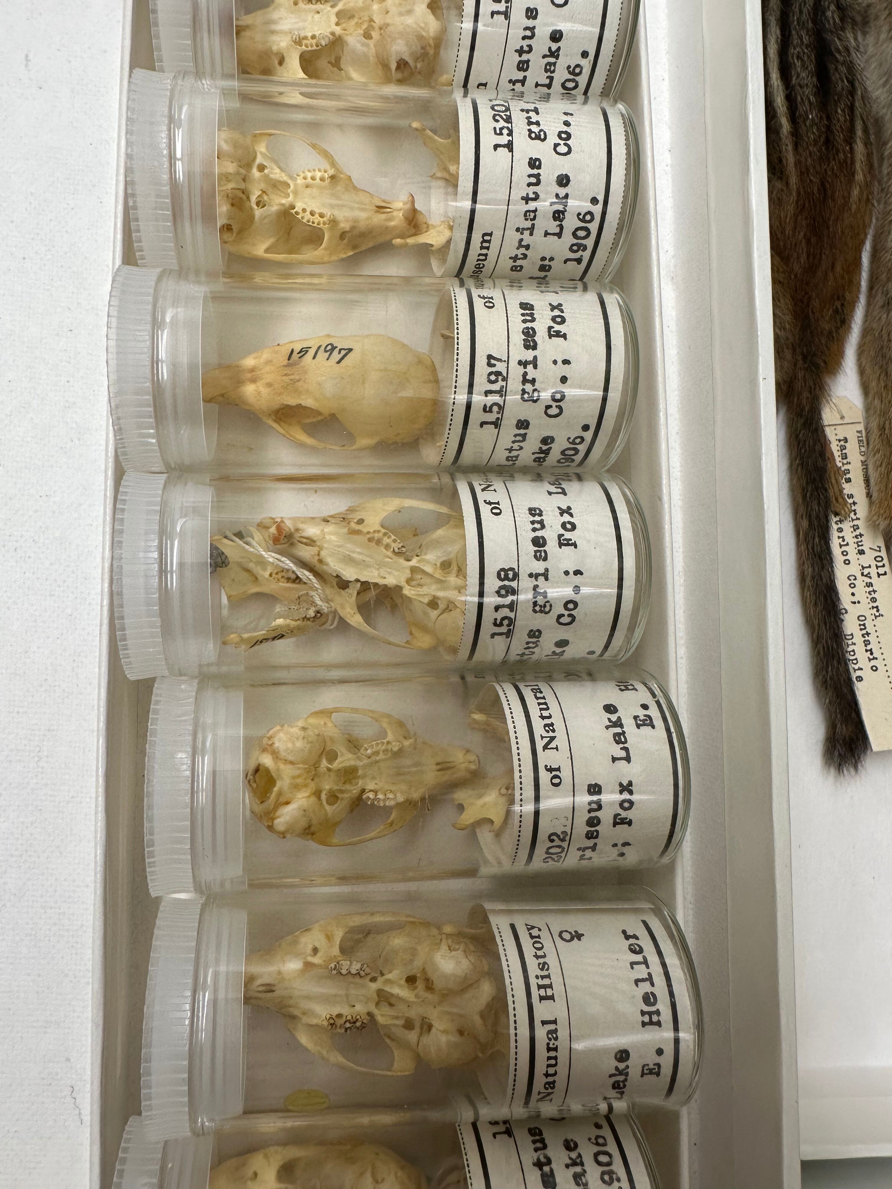 Chipmunk skulls collected near Chicago in 1906. Chipmunk skulls collected near Chicago in 1906.