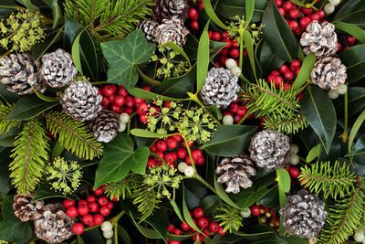 christmas plants including ivy, holly berries, pinecones and pine needles