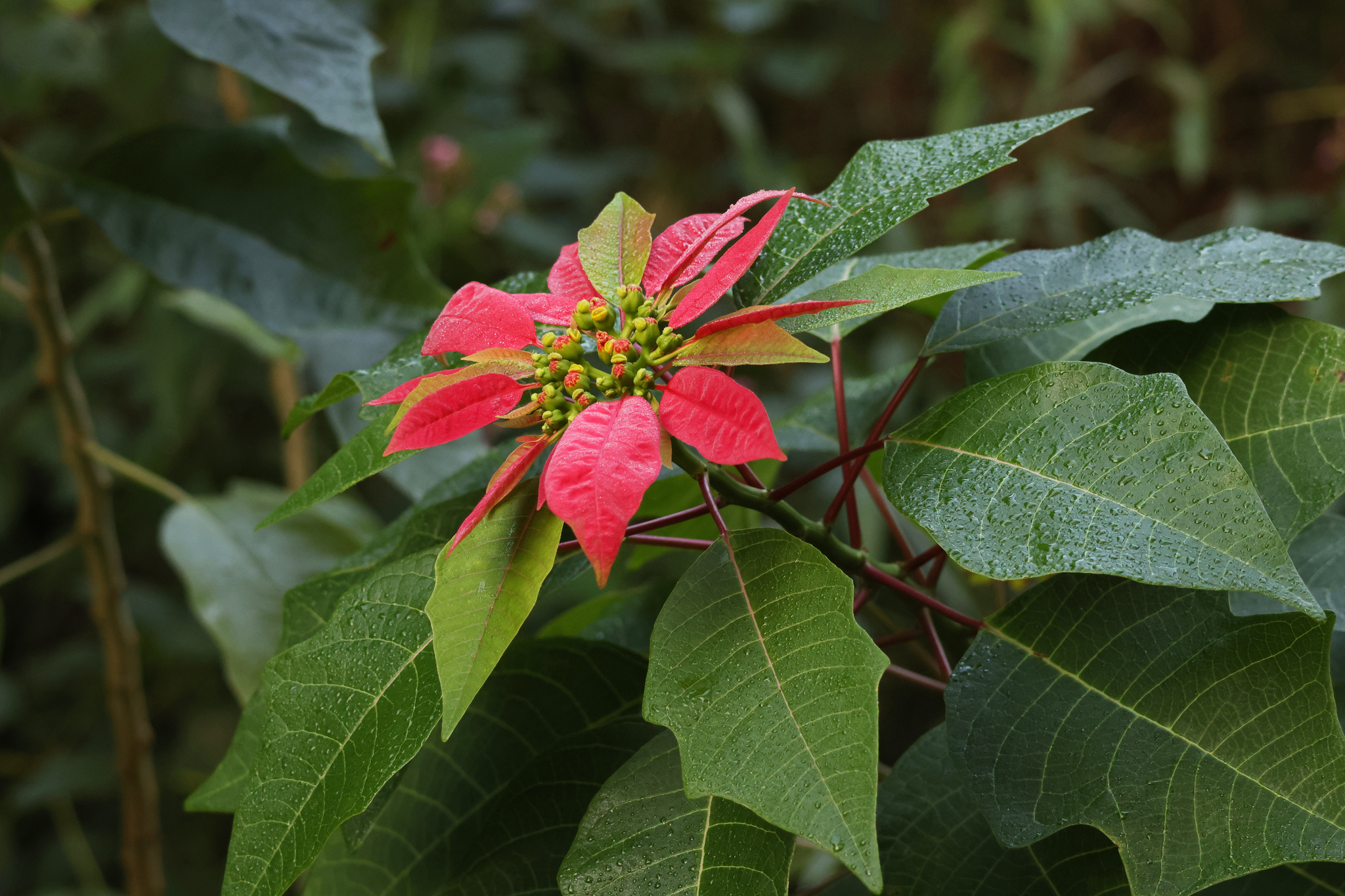 poinsettia