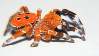 Eresus rubrocephalus spider with red head and body with black spots and stripy black and white legs