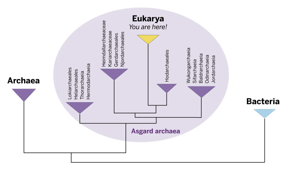 According to this latest study, all complex life forms (a.k.a. eukaryotes) trace their roots back to a common ancestor among a group of microbes called the Asgard archaea.  Credit U
