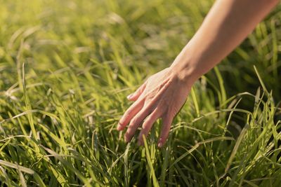 A hand lightly touches vibrant green grass in a sunlit field.