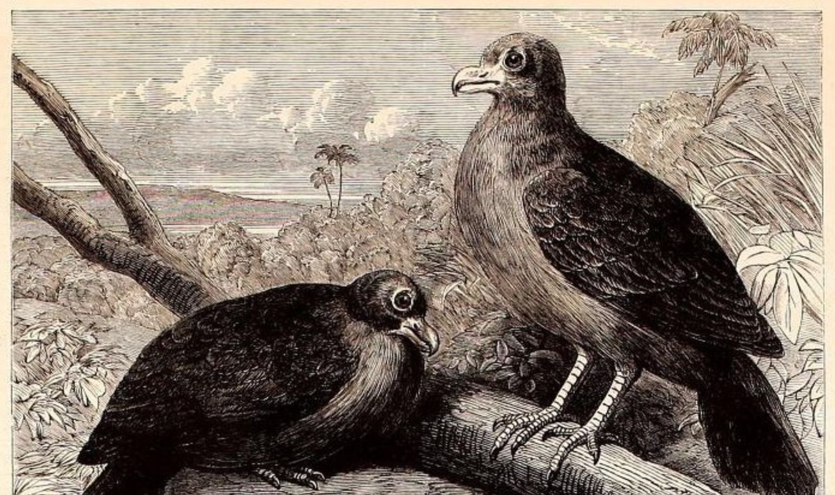 Manumea, Dodo’s Closest Living Relative, Seen Alive After 5-Year Disappearance