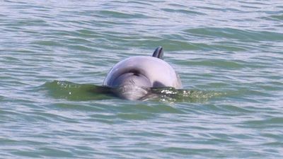 A Hector's dolphin with a portion of its upper body out of the water.