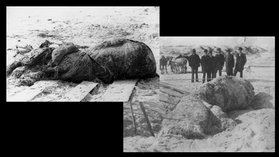the st augustine monster, a globster found on a beach in florida