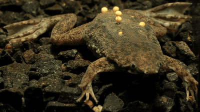 surinam toad with eggs on her back