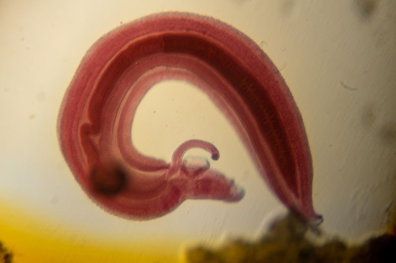 red worm under a microscope