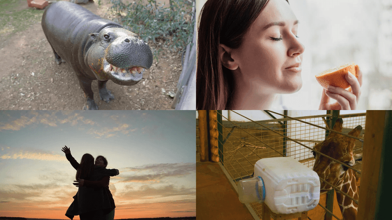 Top left: a pygmy hippo; top right: a woman smelling a citrus fruit; bottom left: two people hugging; bottom right: a giraffe using a makeshift inhaler
