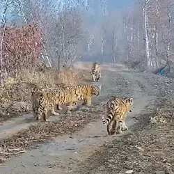 6 Wild Tigers In One Frame&rdquo;: First-Of-Its-Kind Footage Captures Amur Tiger  Mother With 5 Cubs In China | IFLScience