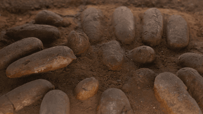 dinosaur eggs in mud