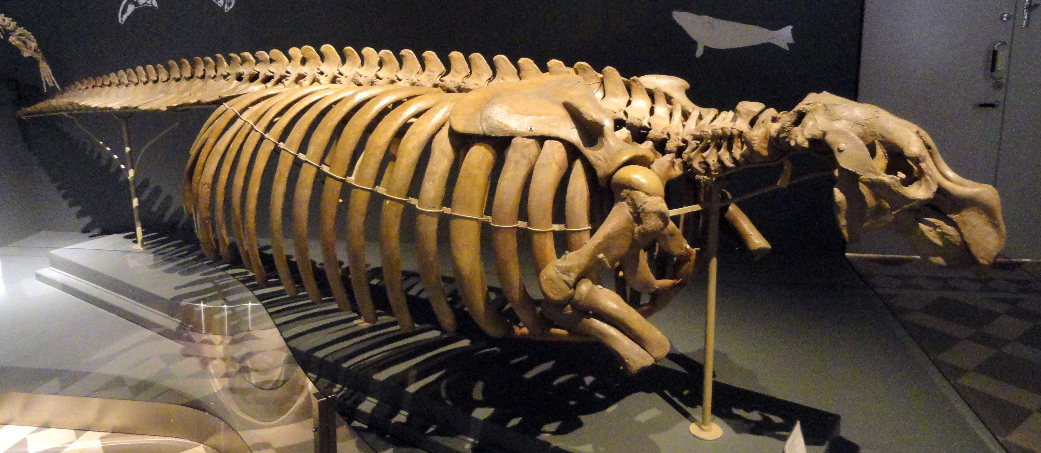 Steller's sea cow skeleton on display at the Finnish Museum of Natural History.