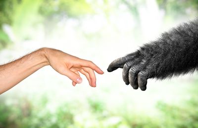 Hominin and hominid