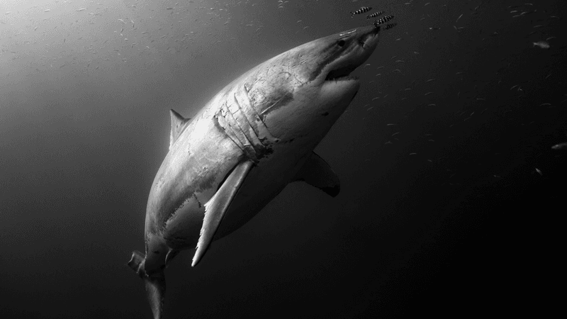 enormous great white in black and white