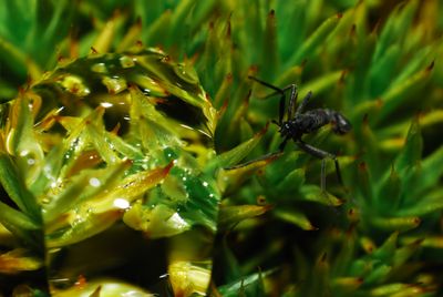 A close up photo showing Belgica antarctica walking across a spikey moss. The insect looks like an ant lost within a blanket of pine needles. 