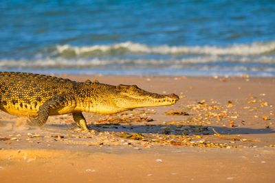 A wild saltwater crocodile (Crocodylus porosus) captured in motion as it runs across a remote tropical beach in northern Australia. Shot during golden hour with warm lighting and the ocean in the back