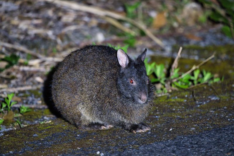 A photo taken at night of a Amami Rabbit. The animal is huddled up, showing its bulky body, dark fur, small ears and small red eyes. 
