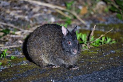 A photo taken at night of a Amami Rabbit. The animal is huddled up, showing its bulky body, dark fur, small ears and small red eyes. 