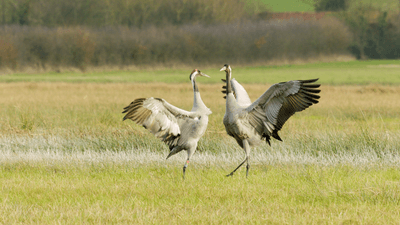 two common cranes dancing