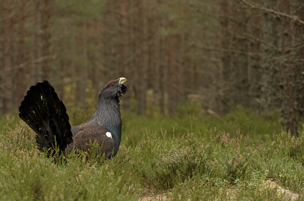 capercaillie
