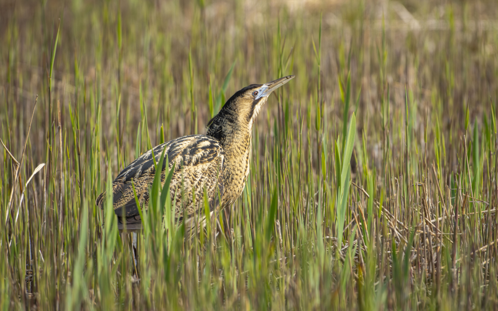 bittern stalking in grass